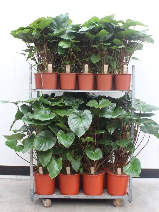 Homalomena Maggy 130cm 24cm Pot