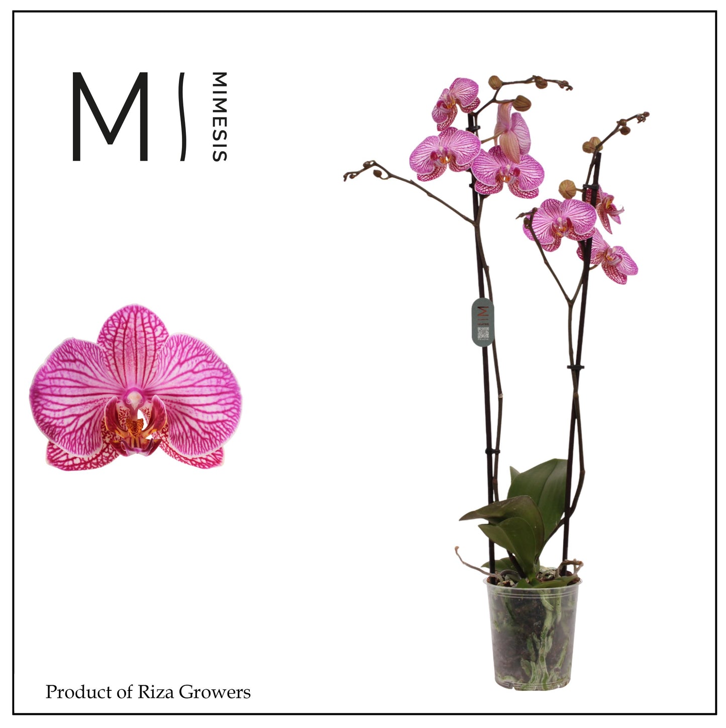 Riza Ter Laak Orchios Phalaenopsis Flirtation Pack of 10