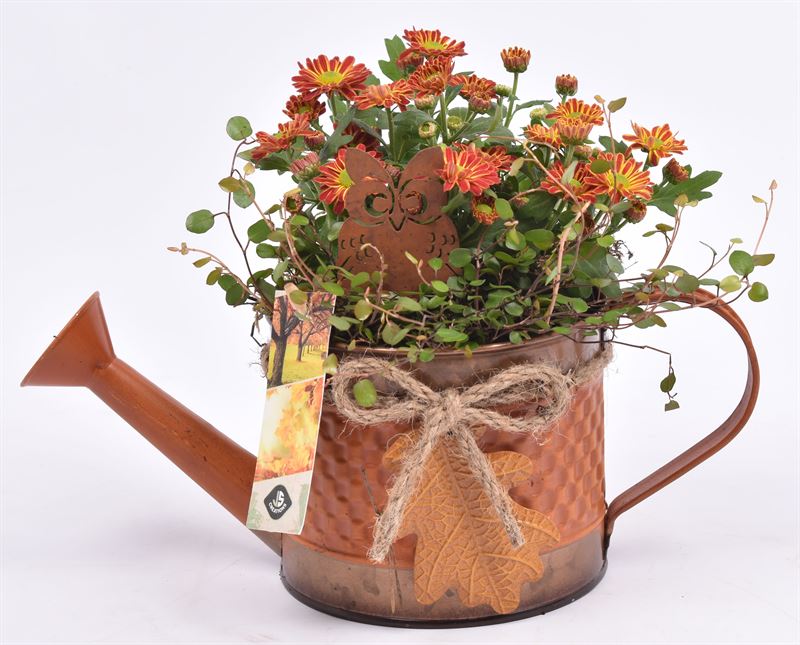 Outdoor arrangement 13cm Pot