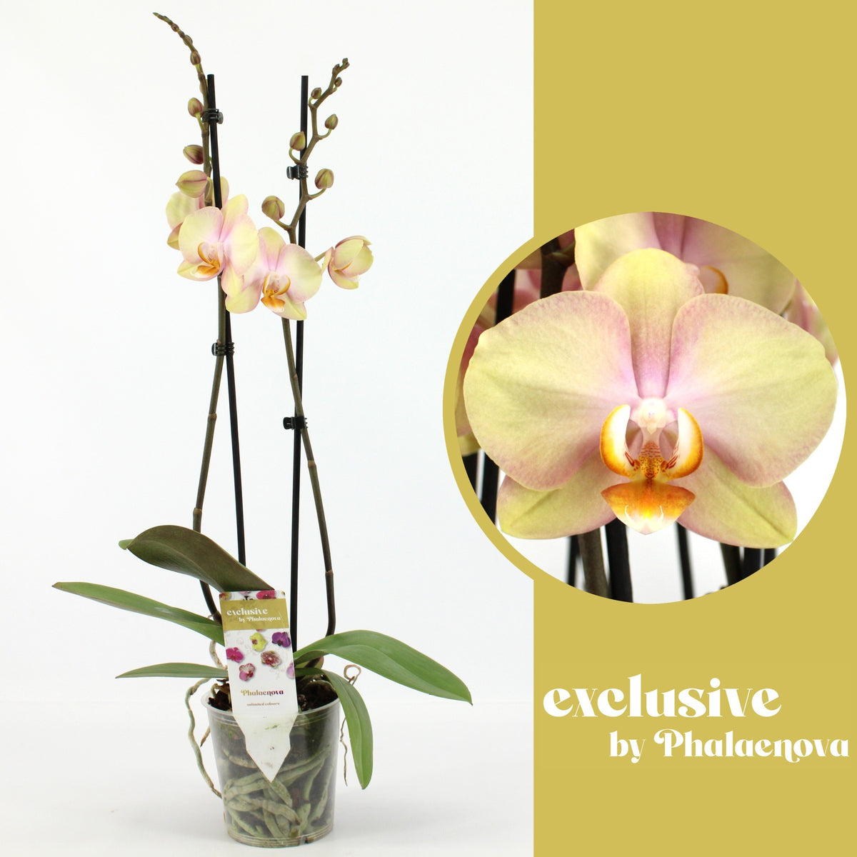 Phalaenopsis yellow 60cm 12cm Pot