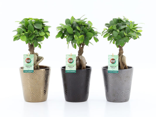 Ficus Ginseng 35cm 13cm Pot