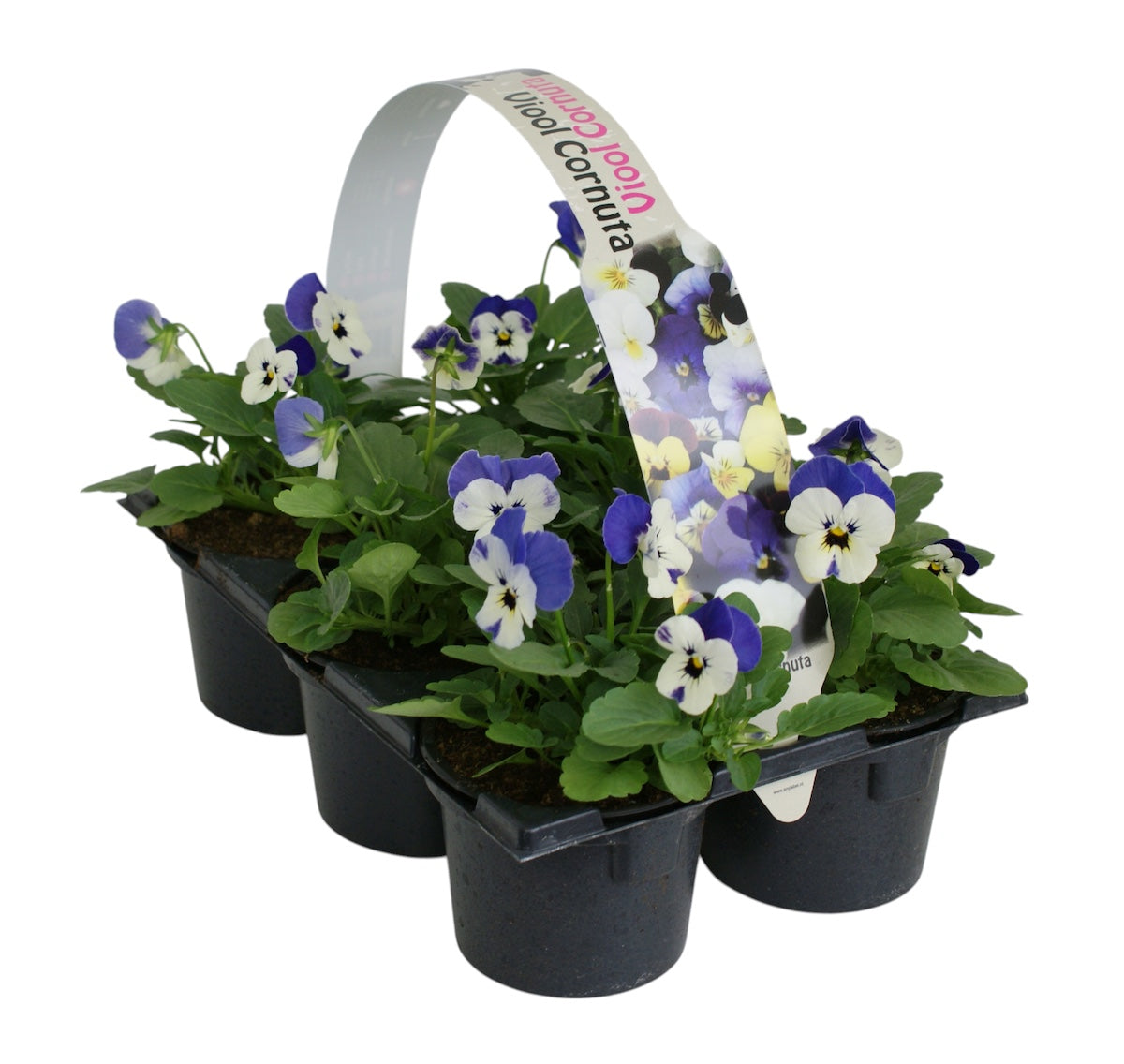 Zuidbaak Honselersdijk Viola corn. delfts blauw Pack of 14