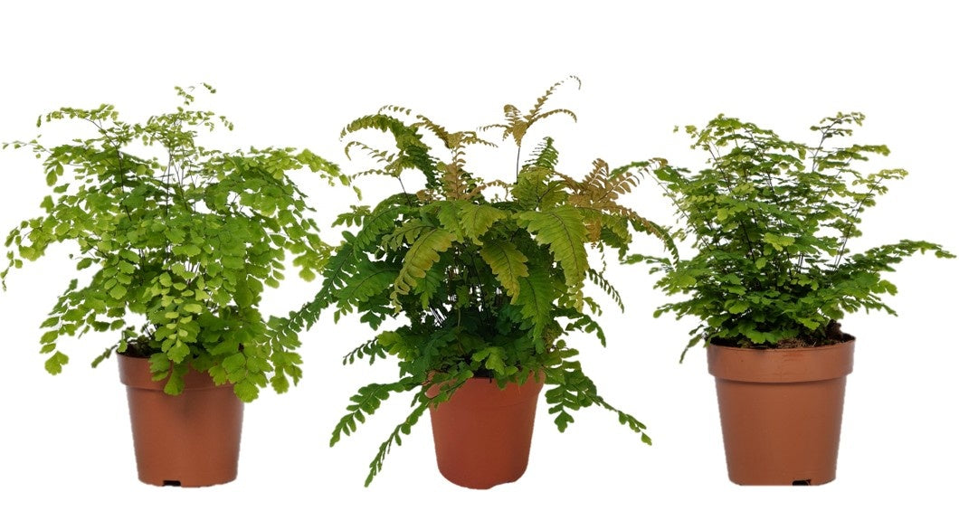 Raadschelders Varens Adiantum mix Pack of 6