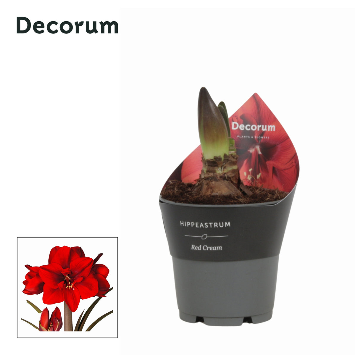 Hippeastrum 25cm 12cm Pot