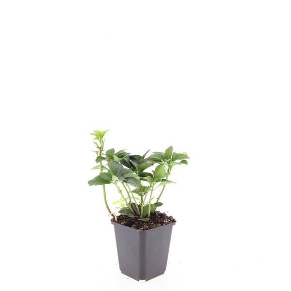 Boer, W.T.M. de Pachysandra terminalis Pack of 12