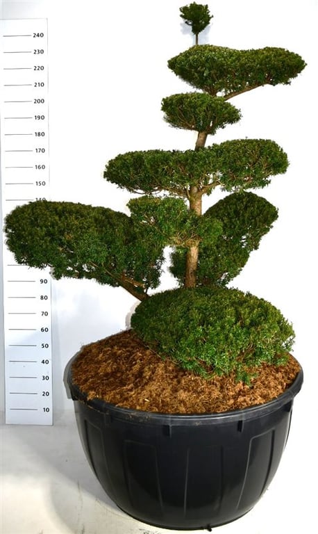 Taxus cuspidata 250cm 110cm Pot
