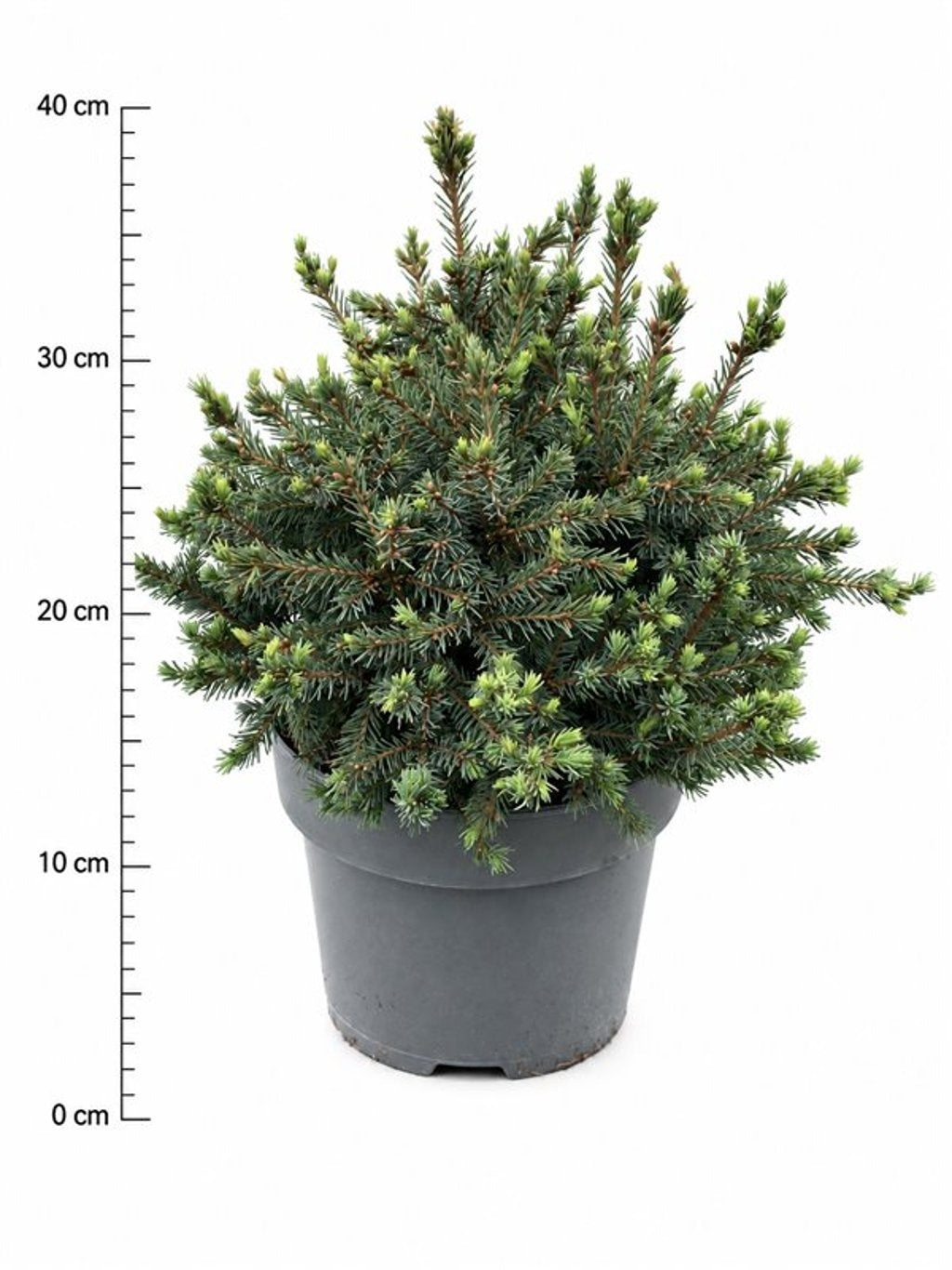 Picea gl. Echiniformis 40cm 23cm Pot