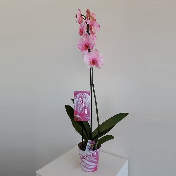 Phalaenopsis Hybrid 70cm 12cm Pot