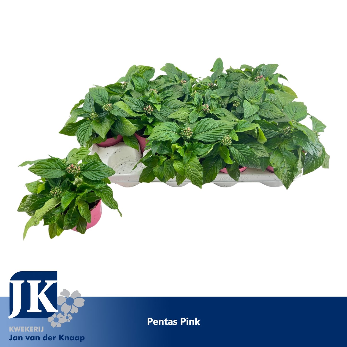 Pentas Graffiti Pink 20cm 12cm Pot