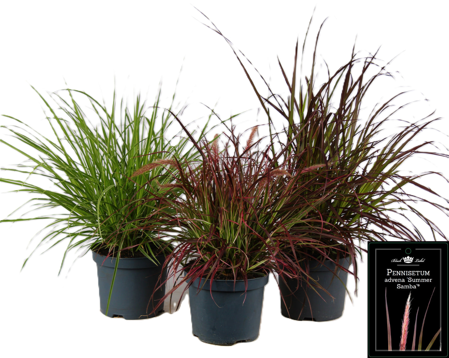 Pennisetum mix 70cm 19cm Pot