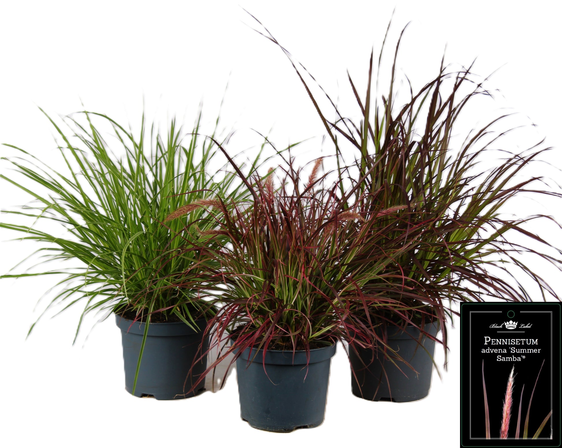 Pennisetum mix 70cm 19cm Pot