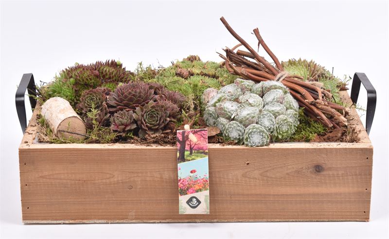 JS-Creations arr. Sempervivum Pack of 1