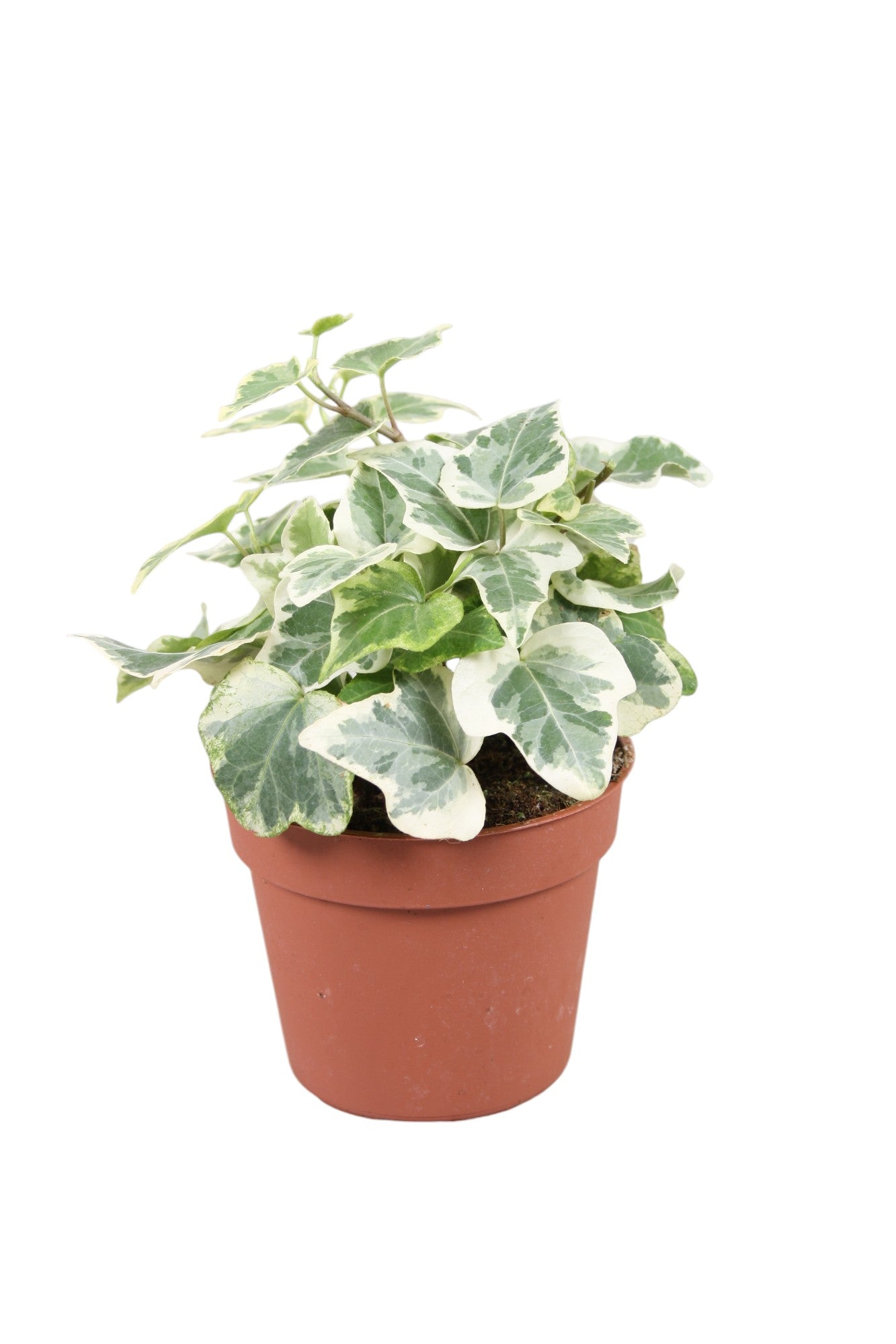Vireo-Hedera plant BV Hedera White Wonder Pack of 21