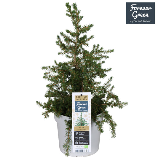 Picea gl. Little Nordic 50cm 19cm Pot