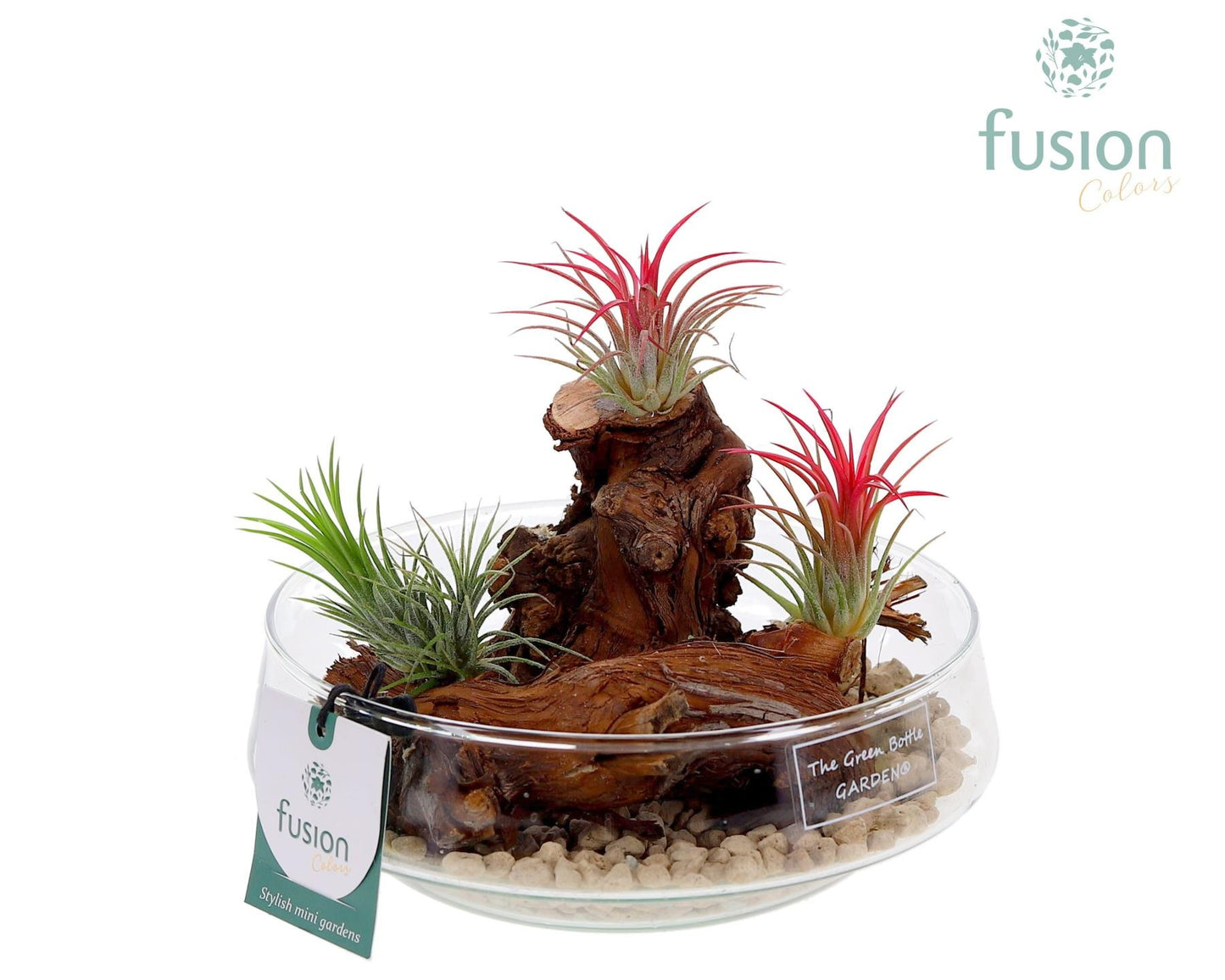 arr. Tillandsia 15cm 19cm Pot
