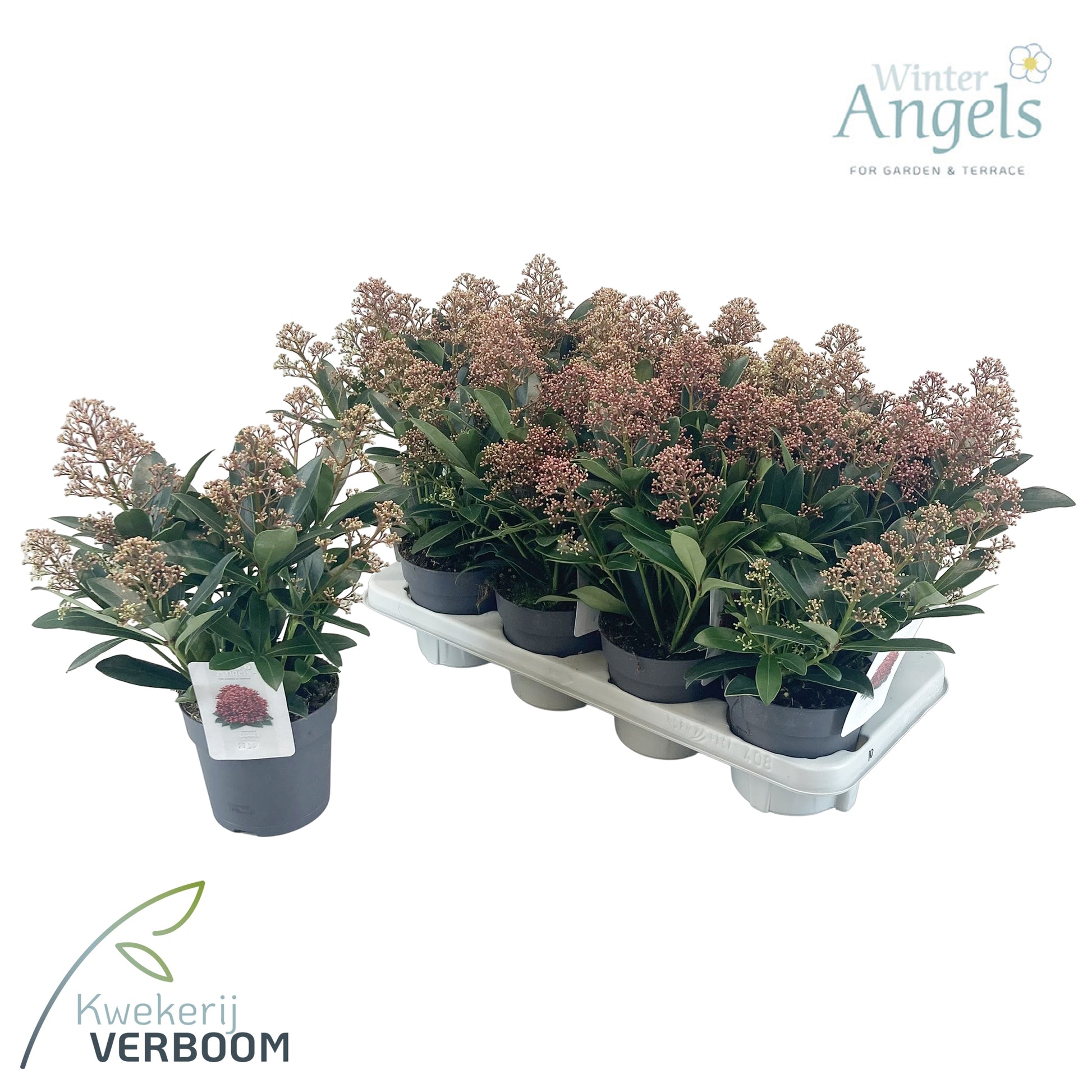 Skimmia japonica Rubella 30cm 13cm Pot