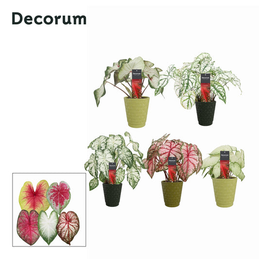 Caladium mix 35cm 12cm Pot