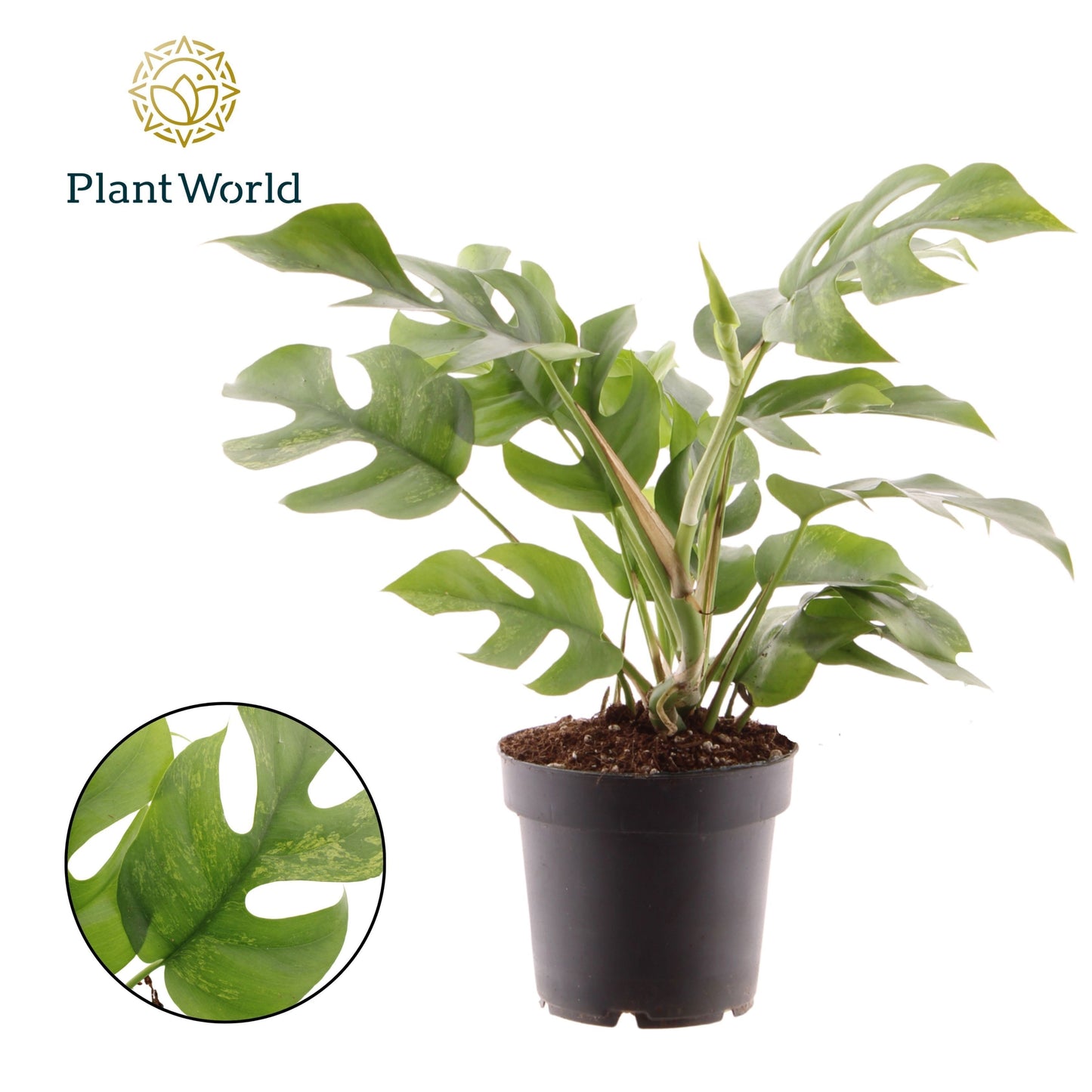 Rhaphidophora tetrasperma 35cm 15cm Pot
