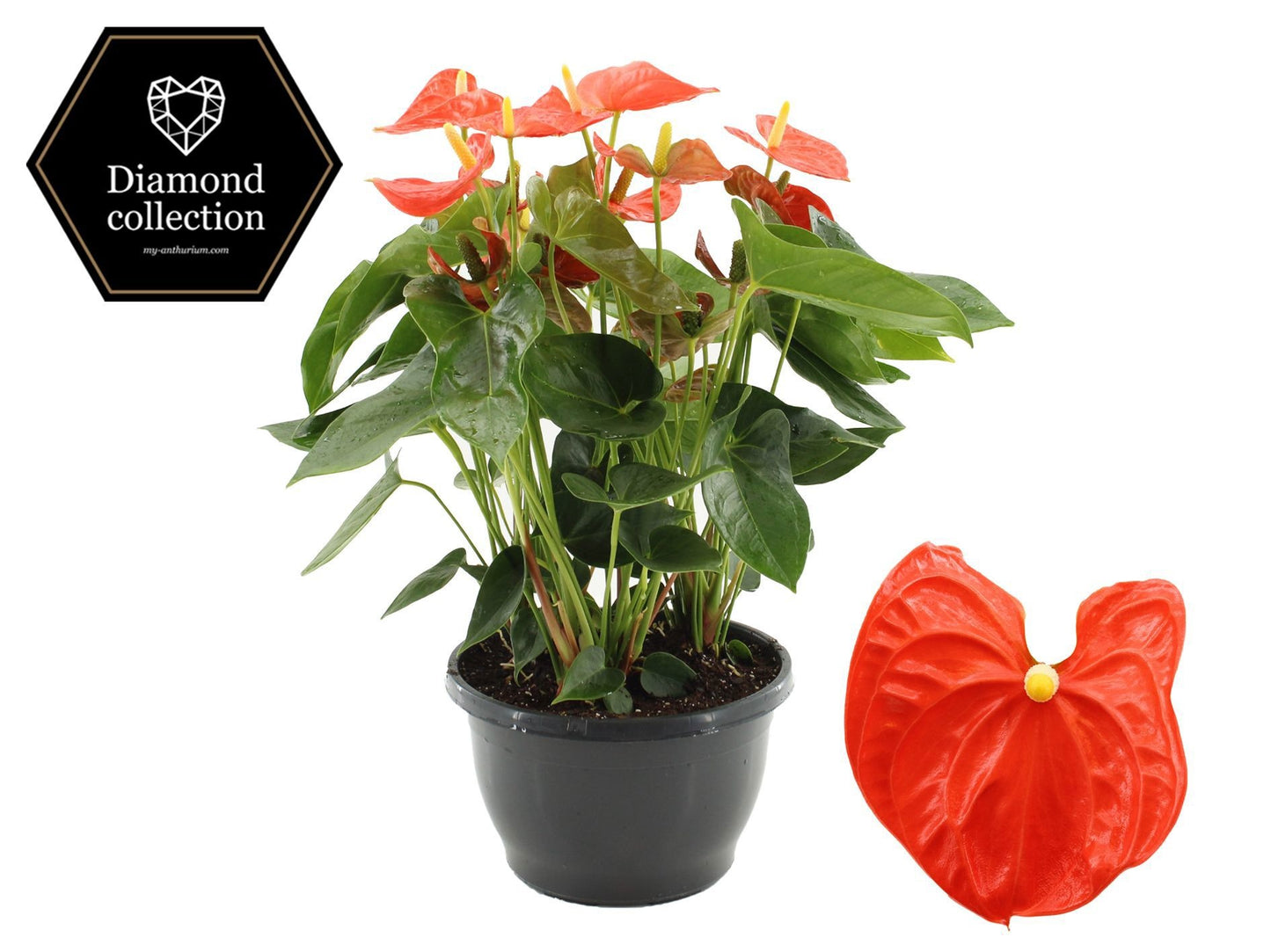 Anthurium Sierra Orange 50cm 25cm Pot