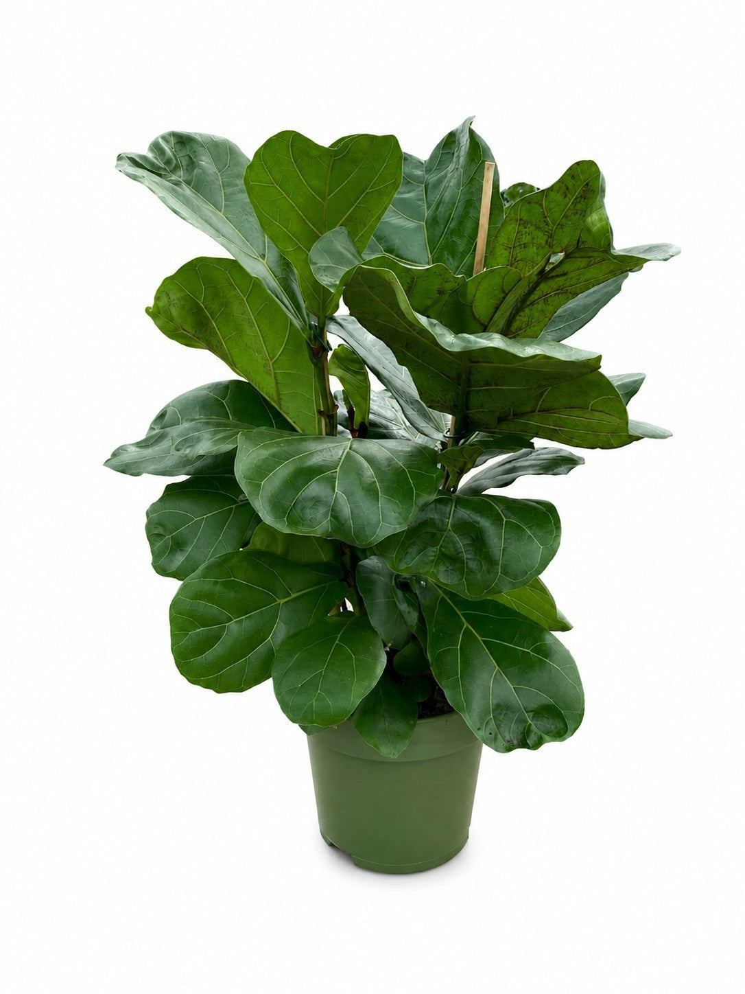 Ficus lyrata 80cm 21cm Pot