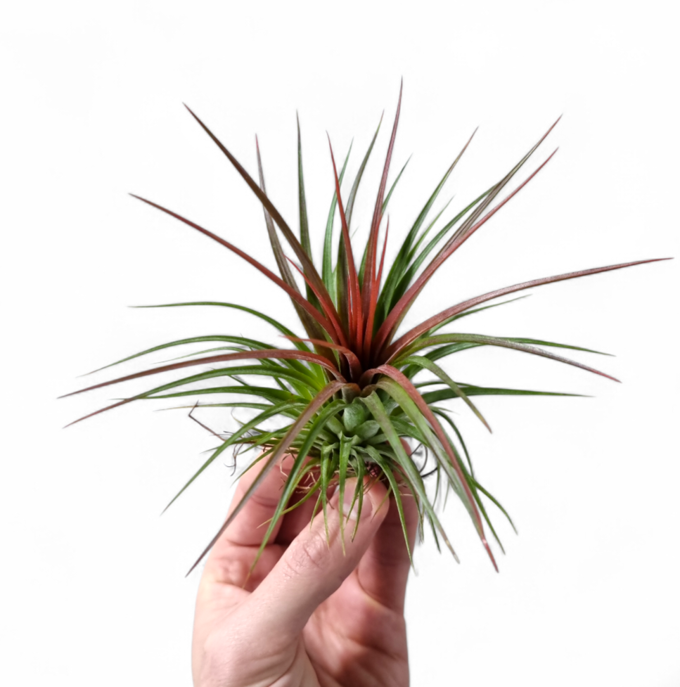 Tillandsia ionantha 10cm 10cm Pot