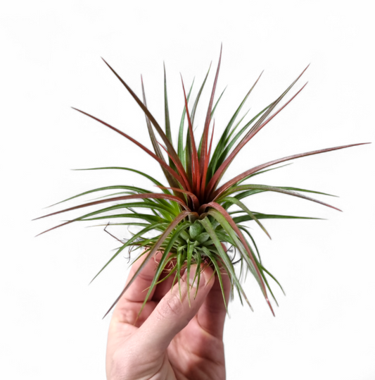Tillandsia ionantha 10cm 10cm Pot