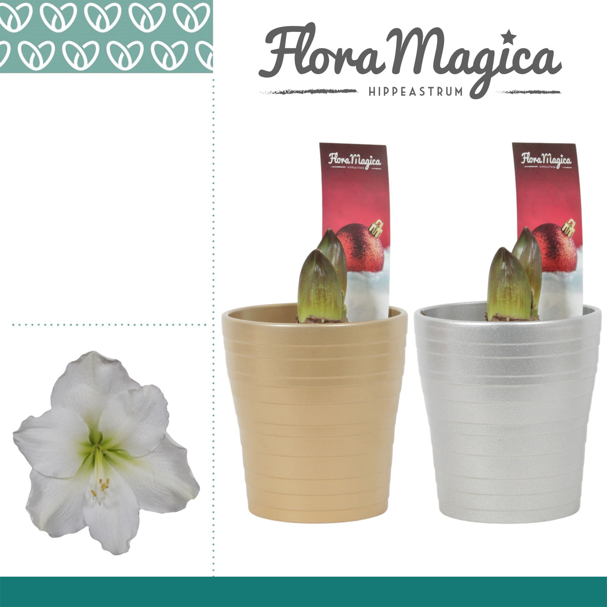 Hippeastrum 25cm 12cm Pot