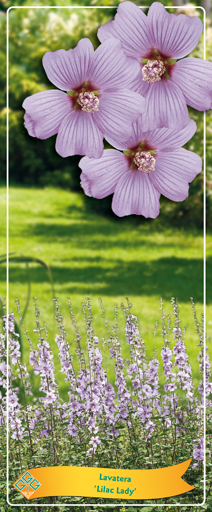 Lavatera Lilac Lady 40cm 14cm Pot
