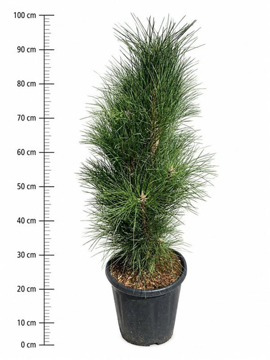 Pinus nigra Pyramidalis 100cm 32cm Pot
