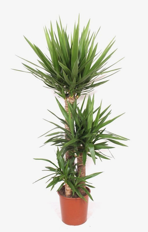 Yucca branched 160cm 27cm Pot
