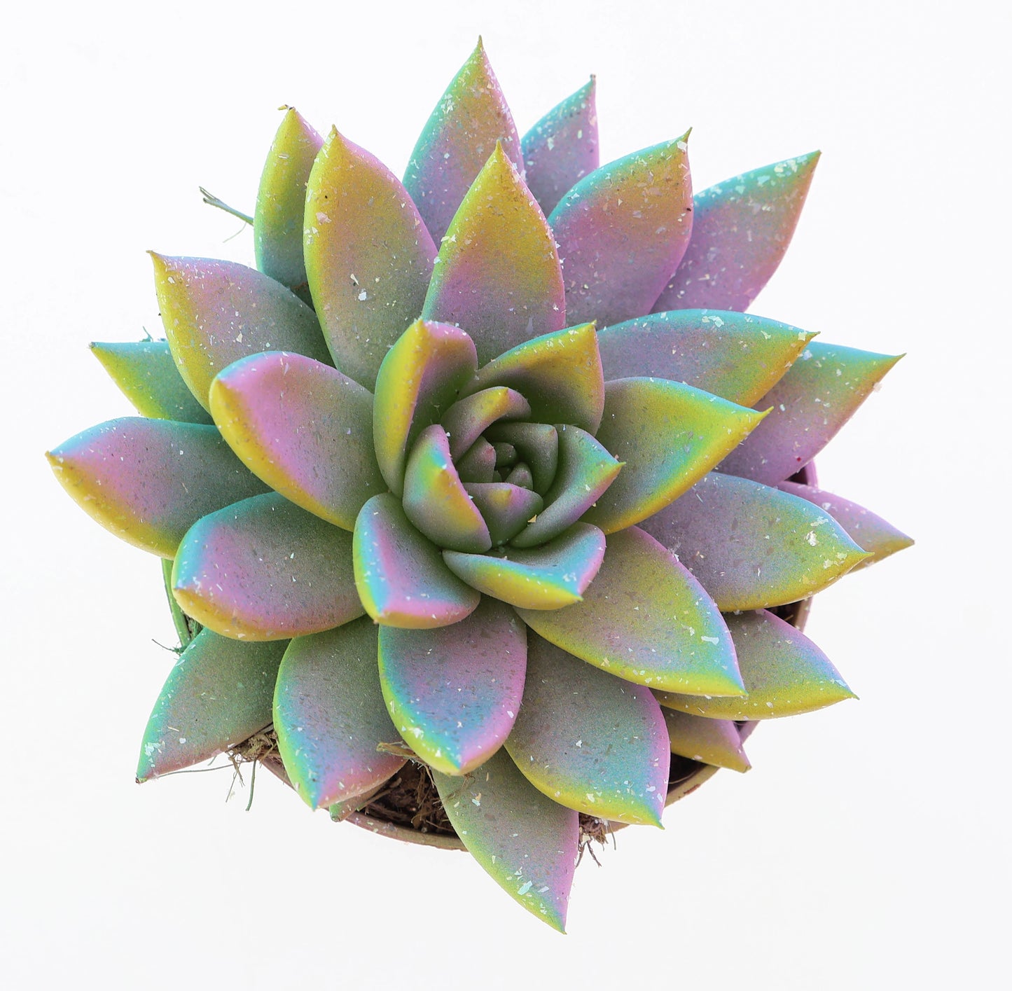 Euro Cactus Holland Bv Miranda multi glitter mix Pack of 12
