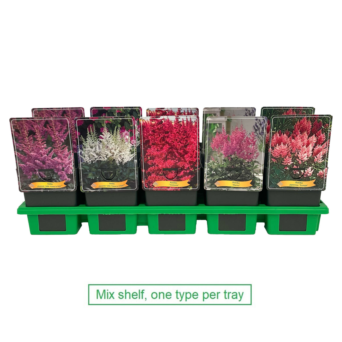Astilbe Hybrid 25cm 11cm Pot