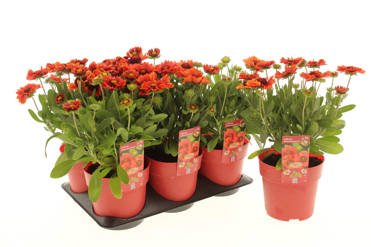 Gaillardia Barbican 20cm 15cm Pot