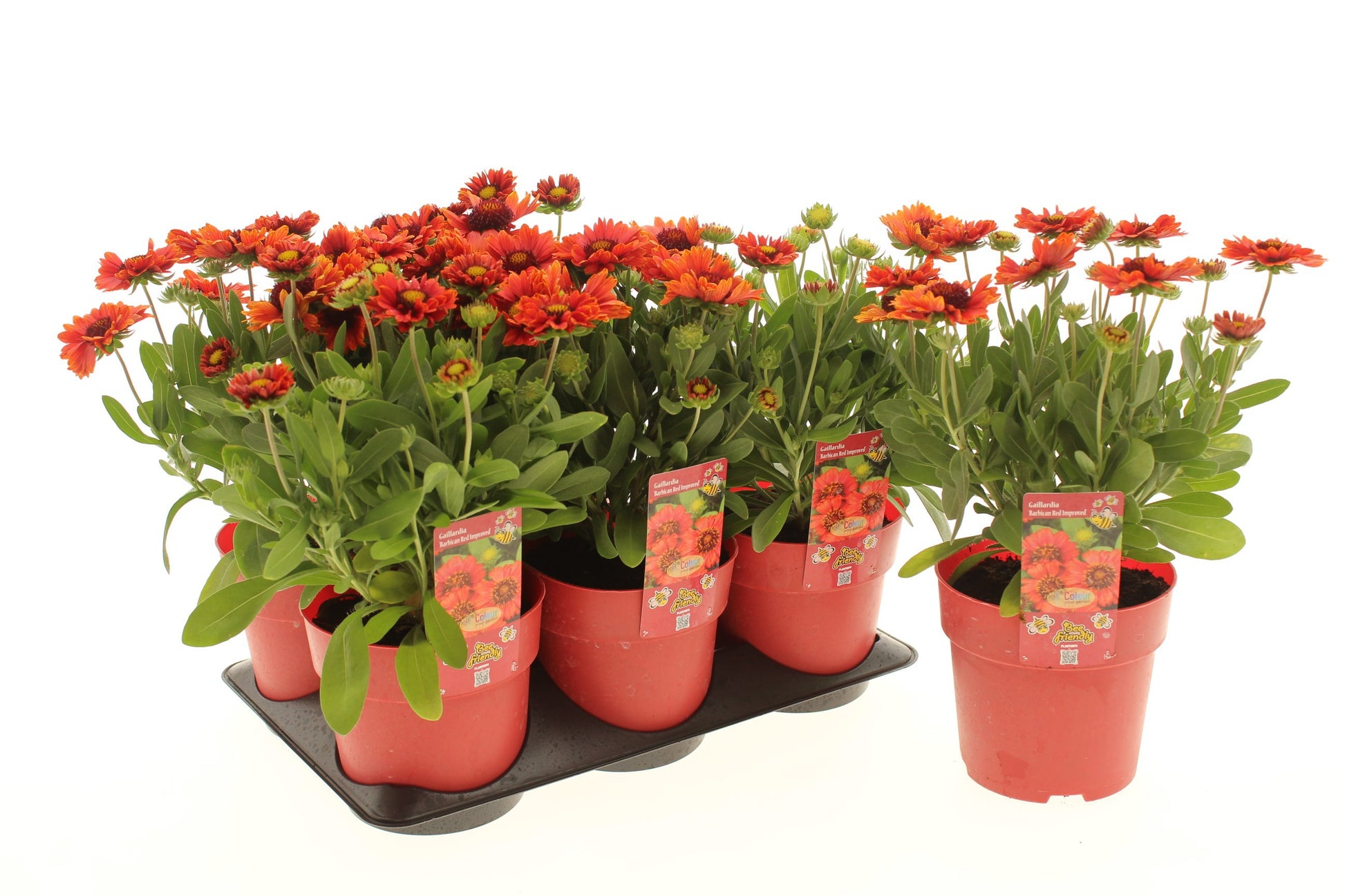 Gaillardia Barbican 20cm 15cm Pot