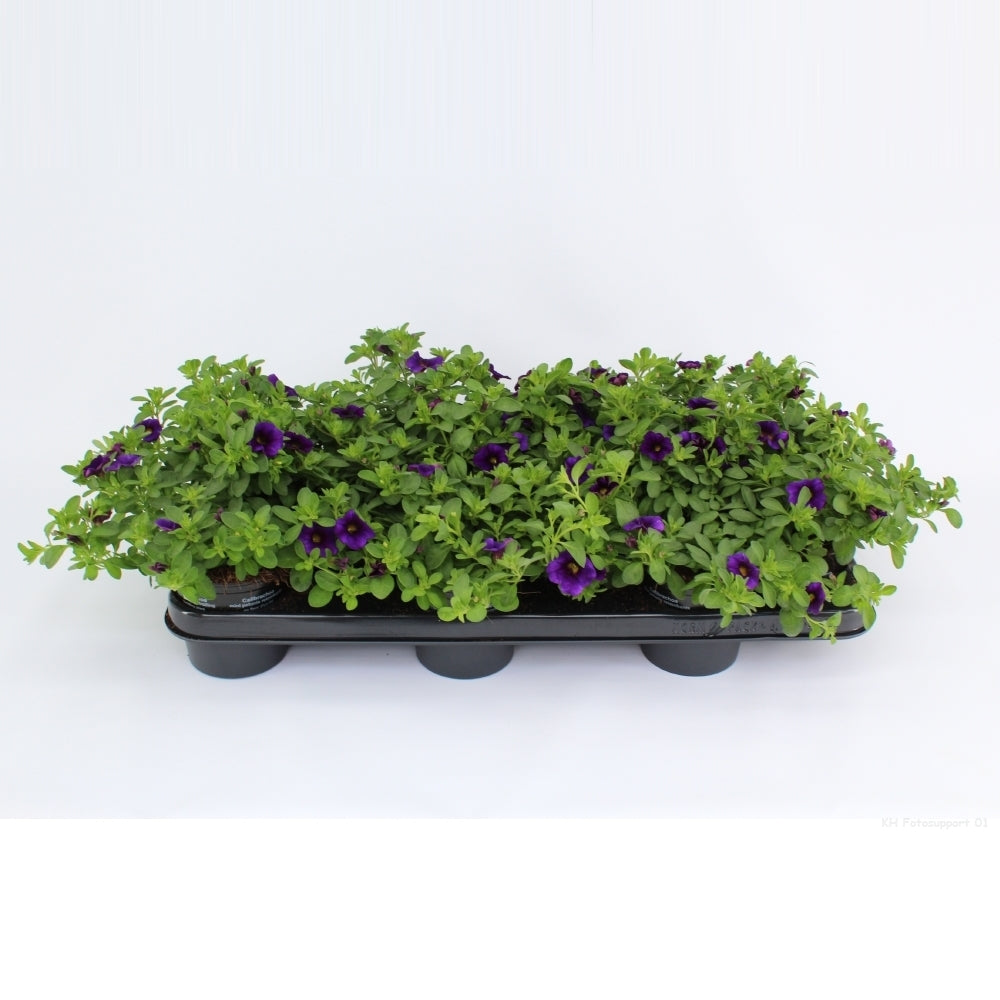 Calibrachoa Minifamous Dark Blue 20cm 510cm Pot