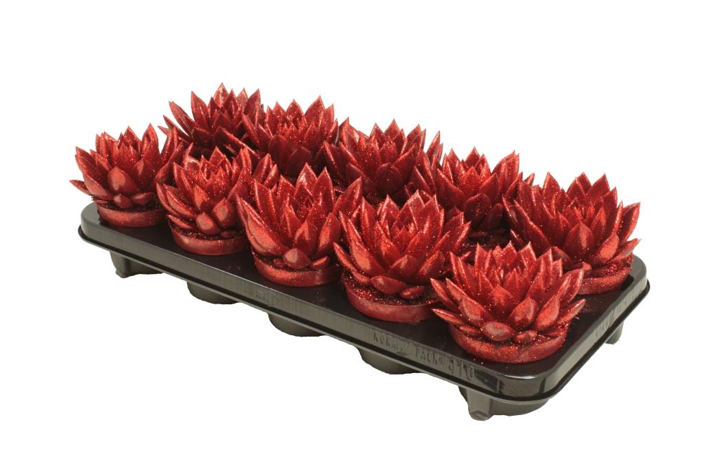 Echeveria colored red 13cm 10.5cm Pot