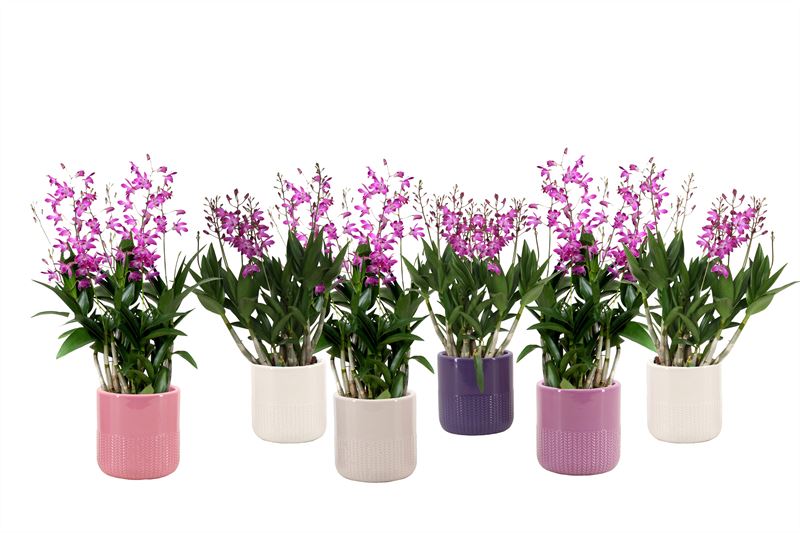 Logico Dendrobium Berry Oda Pack of 6