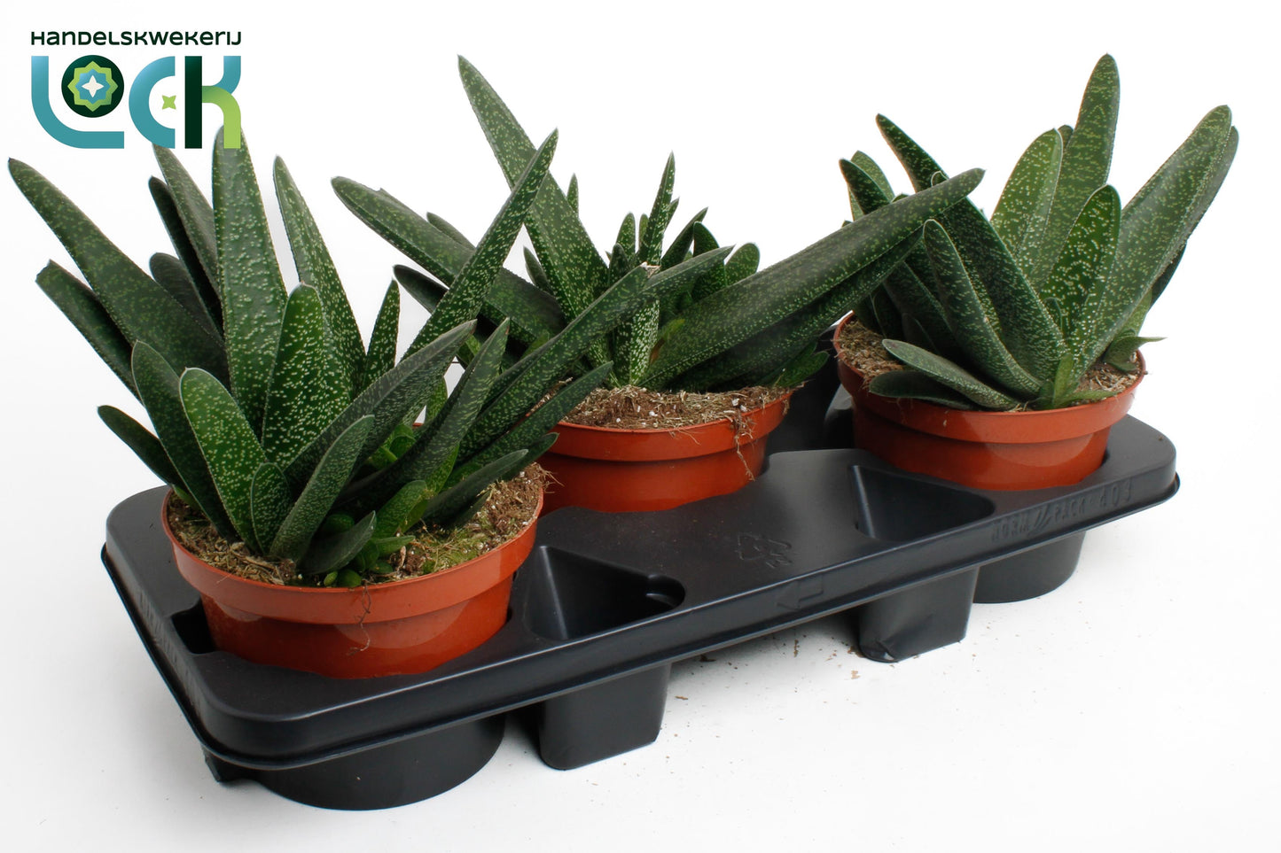 Gasteria Verrucosa 20cm 17cm Pot
