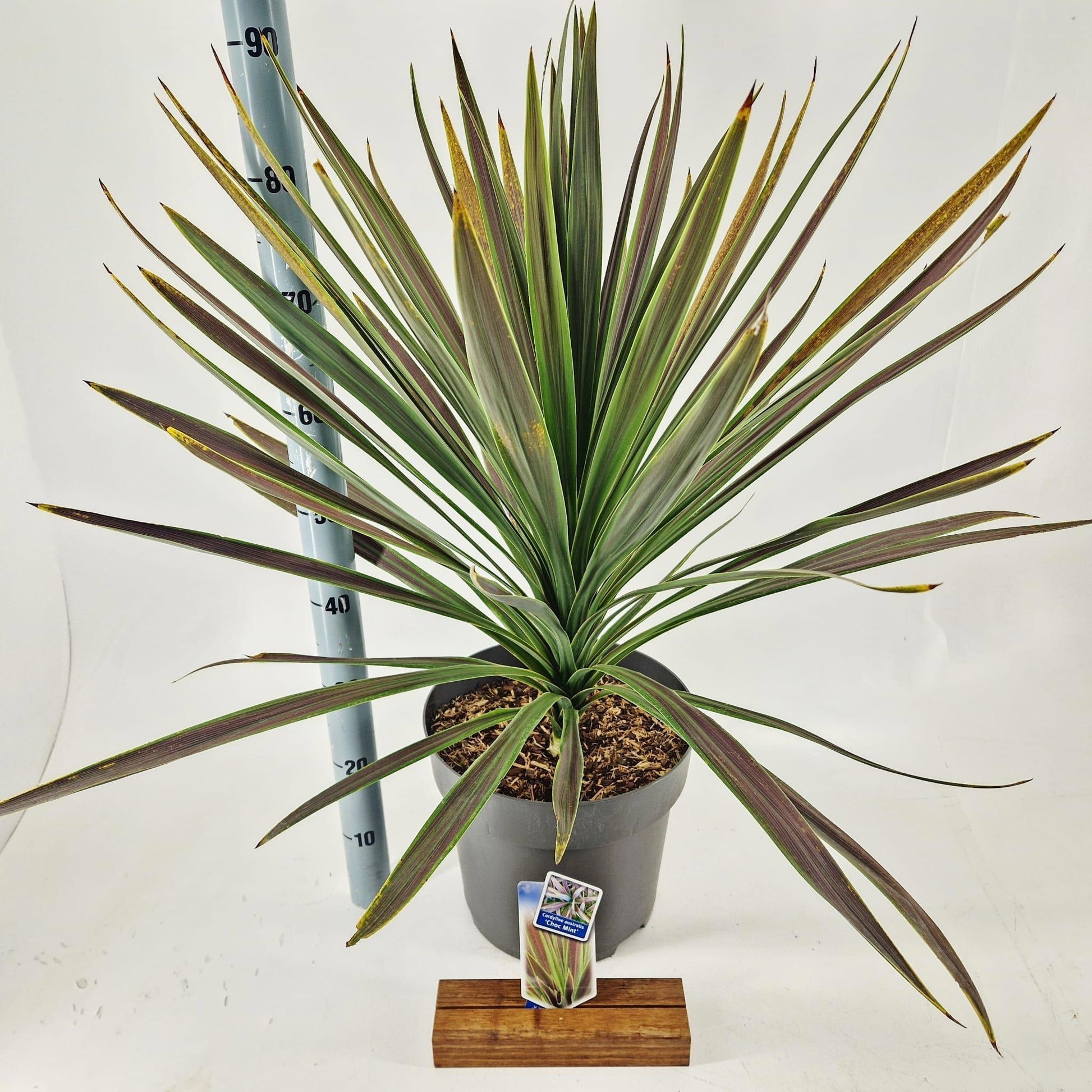 Cordyline 80cm 32cm Pot