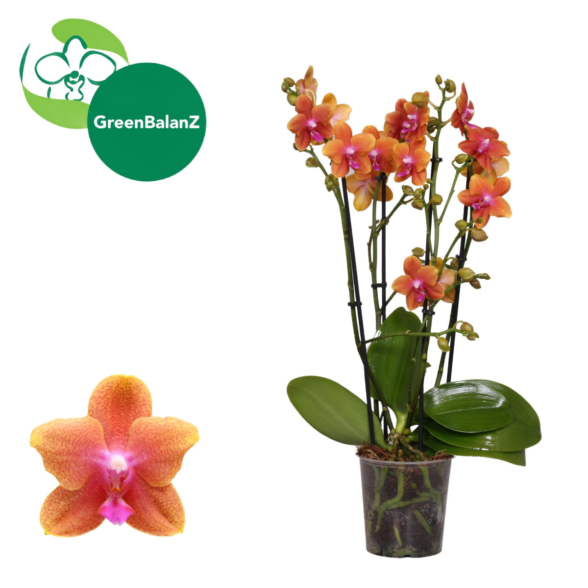 Phalaenopsis mf. Bolgheri 50cm 12cm Pot
