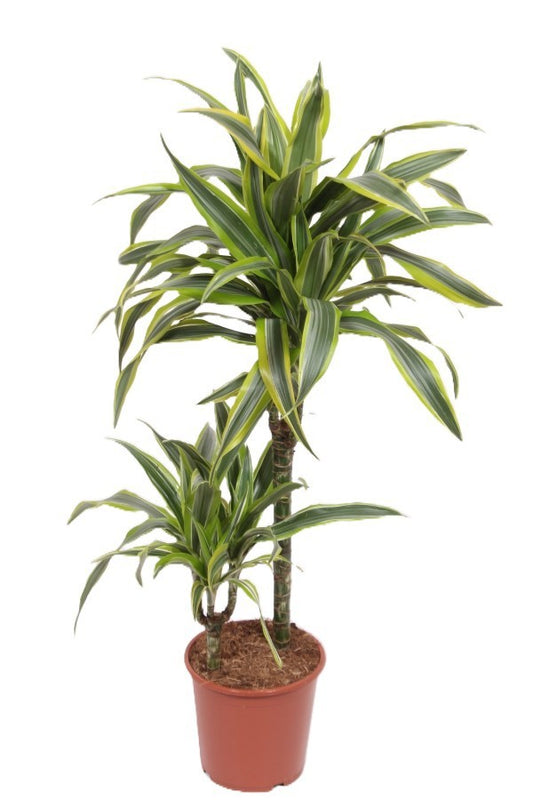 Dracaena fragrans Lemon Lime 110cm 19cm Pot