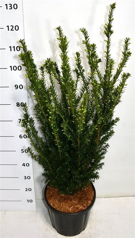 Taxus media Hillii 120cm 38cm Pot
