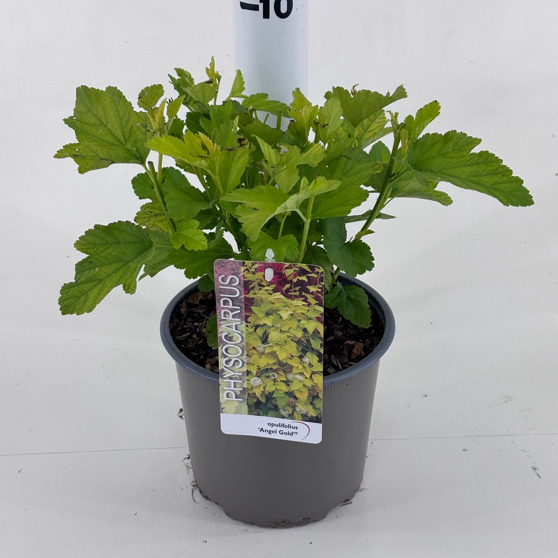 Physocarpus opu. 'Minange' Angel Gold 25cm 19cm Pot