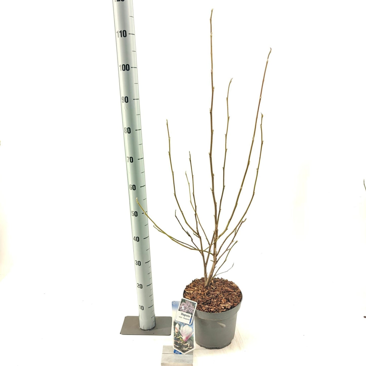 Magnolia soulangeana Superba 80cm 23cm Pot