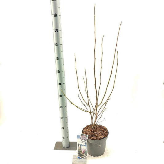 Magnolia soulangeana Superba 80cm 23cm Pot