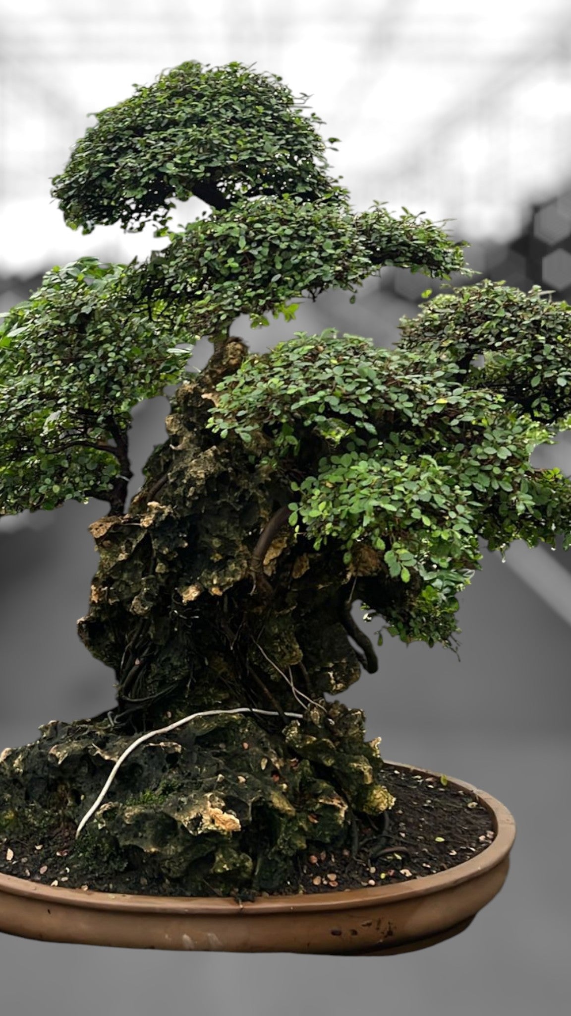 Zelkova sp. Bonsai 90cm 67cm Pot