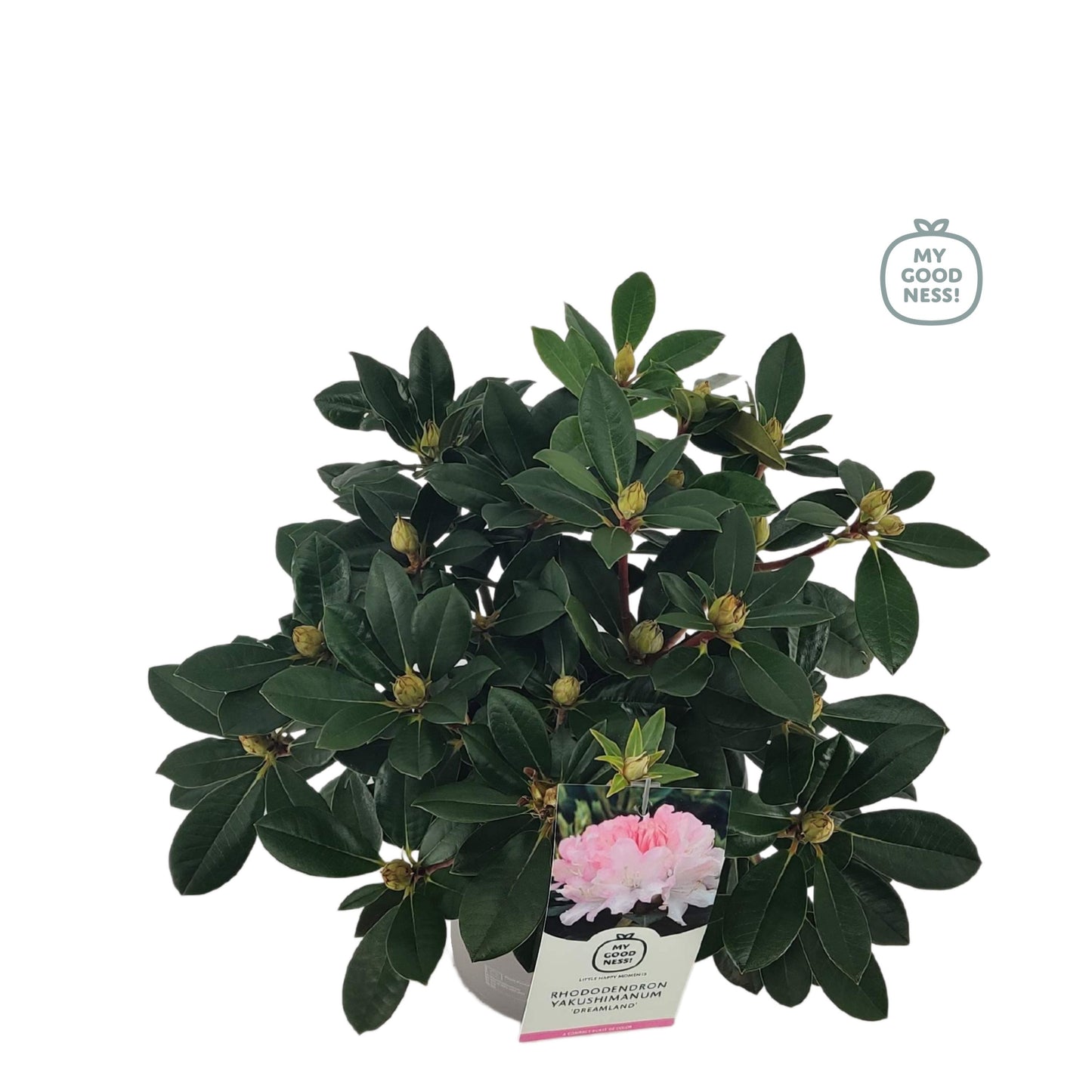 Leybaert BVBA Rhododendron Dreamland Pack of 1