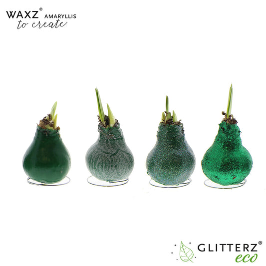 Hippeastrum Waxz to Create Green 15cm 998cm Pot