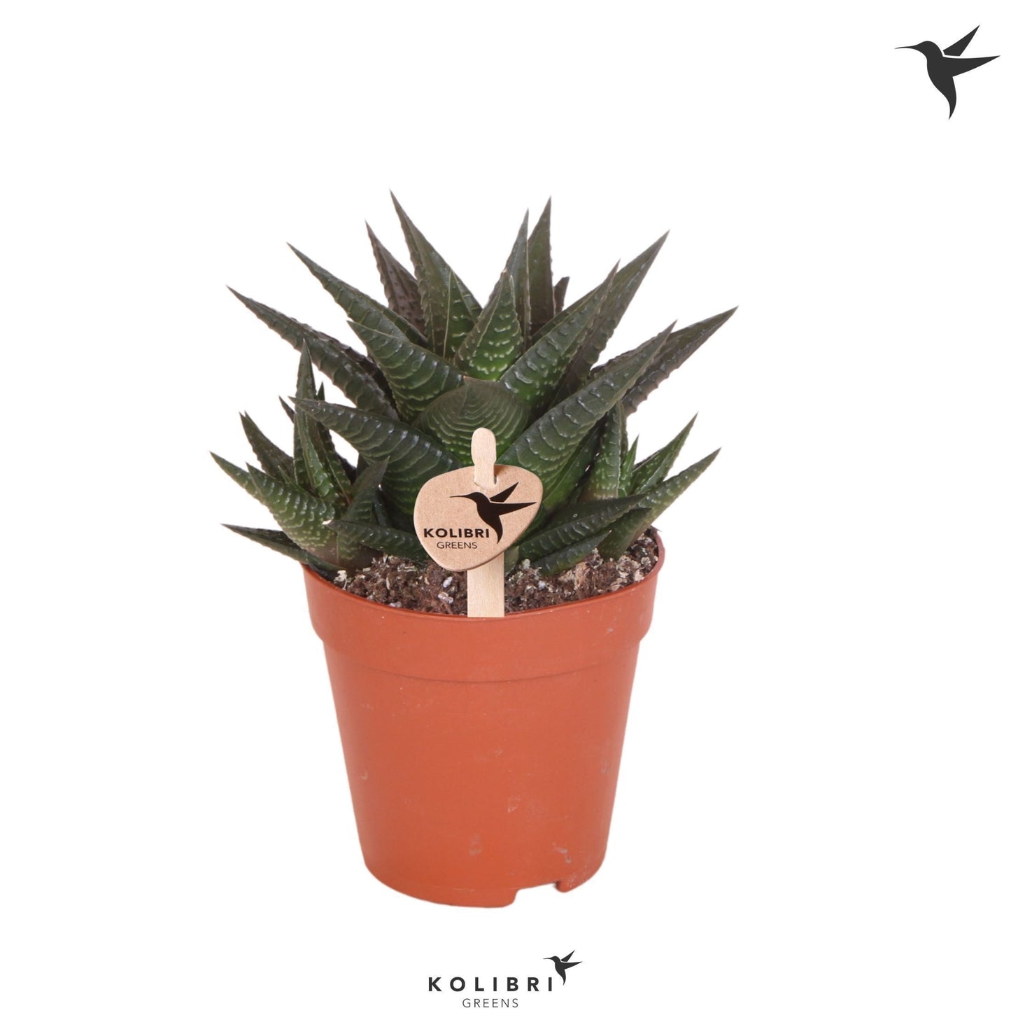 Haworthia limifolia 17cm 9cm Pot