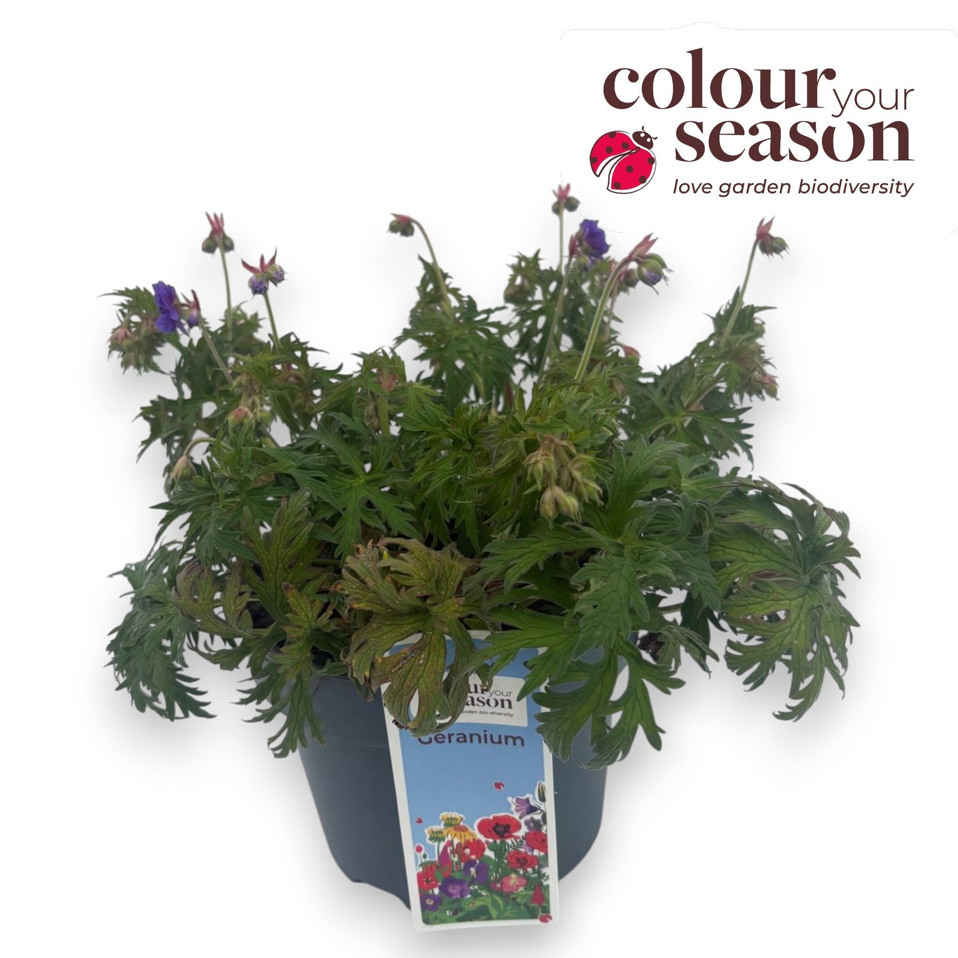 Geranium Plenum Violaceum 45cm 23cm Pot
